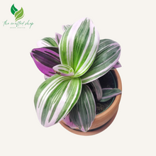 Pink Tradescantia Nanouk Wandering Jew live Plant in 4 inch Pot