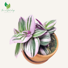 Pink Tradescantia Nanouk Wandering Jew live Plant in 4 inch Pot