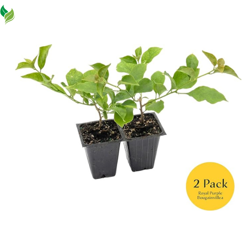 Purple Bougainvillea in 3.5" Nursery Cubes | Vibrant Violet Blooming Vine