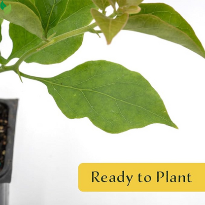 Purple Bougainvillea in 3.5" Nursery Cubes | Vibrant Violet Blooming Vine