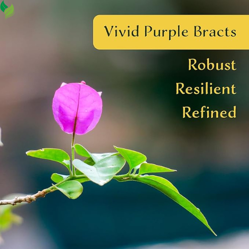 Purple Bougainvillea in 3.5" Nursery Cubes | Vibrant Violet Blooming Vine