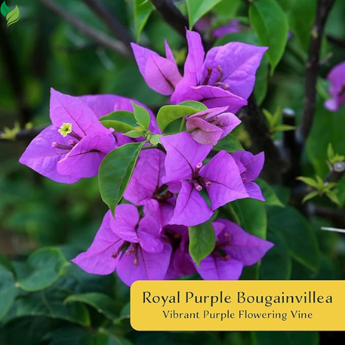 Purple Bougainvillea in 3.5" Nursery Cubes | Vibrant Violet Blooming Vine