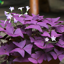 Oxalis Triangularis Bulbs Purple and Green Shamrocks Bulbs