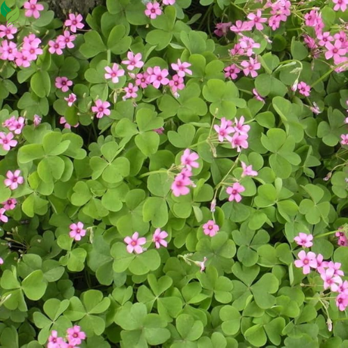 Oxalis Triangularis Bulbs Purple and Green Shamrocks Bulbs