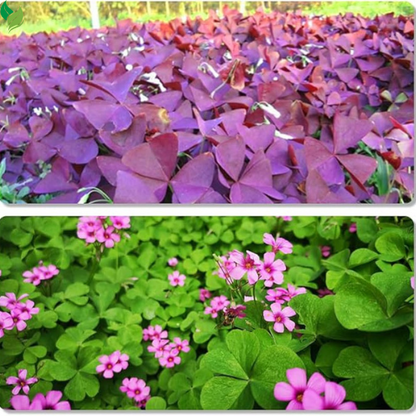 Oxalis Triangularis Bulbs Purple and Green Shamrocks Bulbs