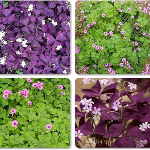 Oxalis Triangularis Bulbs Purple and Green Shamrocks Bulbs
