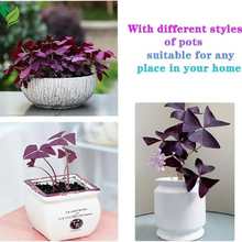 Oxalis Triangularis Bulbs Purple and Green Shamrocks Bulbs
