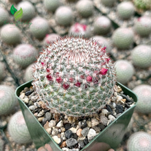 🌈 Rainbow Pincushion Cactus – Mammillaria rhodantha (3" Pot)