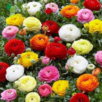 Ranunculus Mixed Color Bulbs for Planting – 20 Premium Bulbs