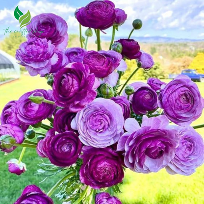 Ranunculus Mixed Color Bulbs for Planting – 20 Premium Bulbs