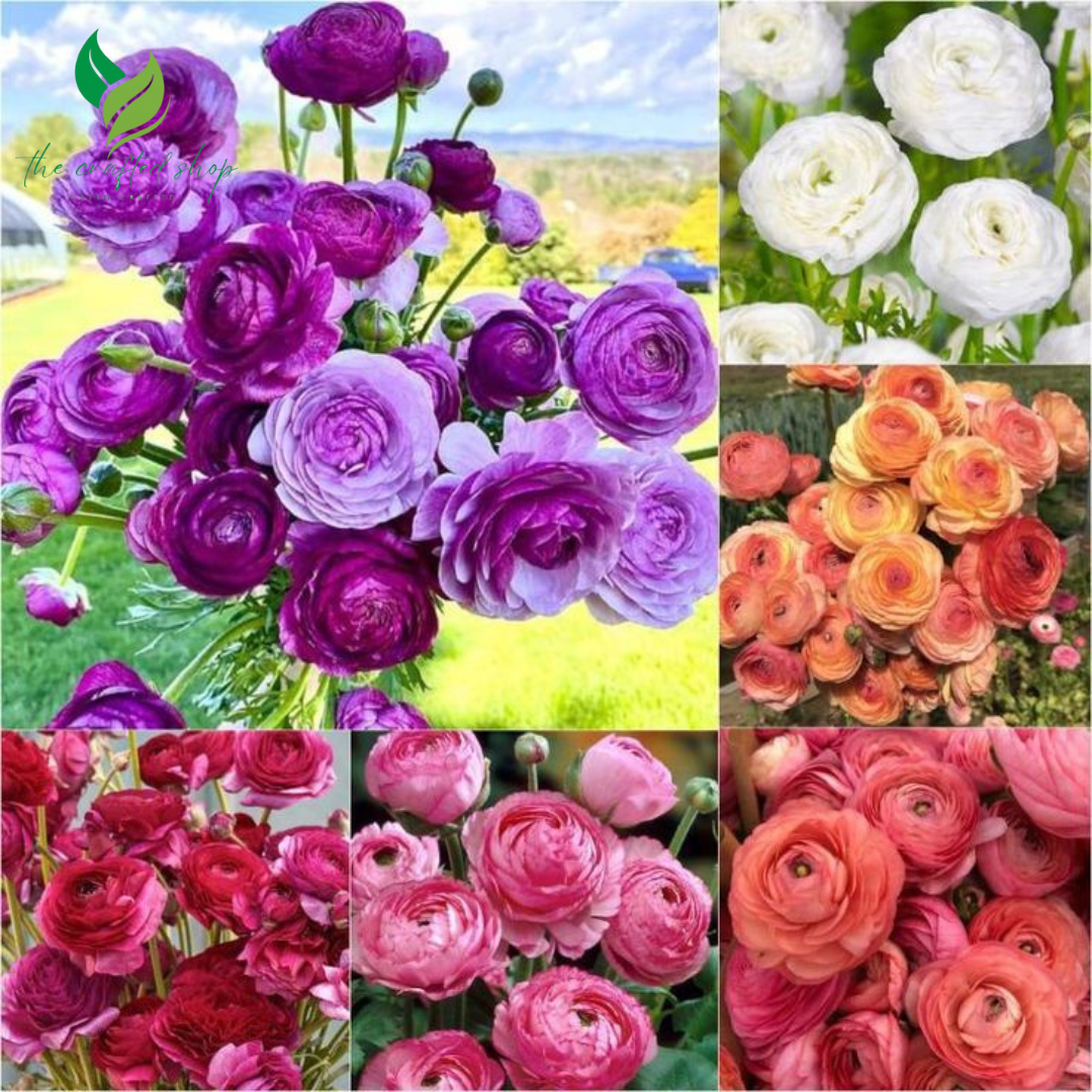 Ranunculus Mixed Color Bulbs for Planting – 20 Premium Bulbs