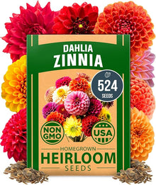 Rare Dahlia Seeds – 500 Count Mixed Colors Double Dahlia- Non-GMO Dahlia variabilis for Planting
