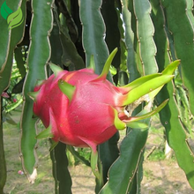 Red Dragon Fruit Live Vine  4 Cuttings 4 inches Long- Easy to Grow