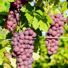 Red Grape Bonsai Plants for Growing - 1 Year Seedling, Ready to Plant