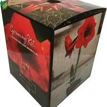 Red Lion Amaryllis Kit - Great Gift - Large Bulb, Pot and Potting Medium