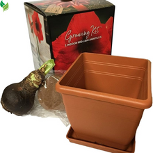 Red Lion Amaryllis Kit - Great Gift - Large Bulb, Pot and Potting Medium