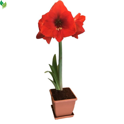 Red Lion Amaryllis Kit - Great Gift - Large Bulb, Pot and Potting Medium