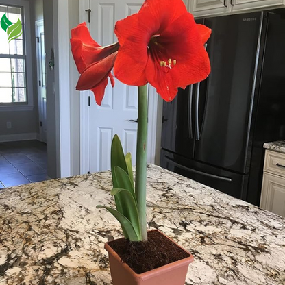 Red Lion Amaryllis Kit - Great Gift - Large Bulb, Pot and Potting Medium