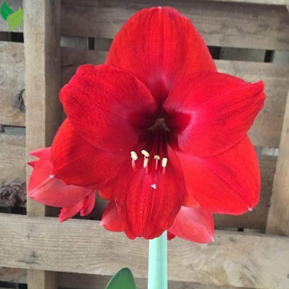 Red Lion Amaryllis Kit - Great Gift - Large Bulb, Pot and Potting Medium