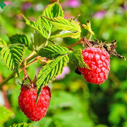 Red Raspberry Plants (2-Pack) | Live 5-9 Inch Starter Plants, Ready to Grow