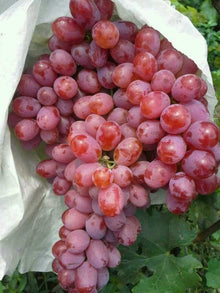Red Grape Bonsai Plants for Growing - 1 Year Seedling, Ready to Plant