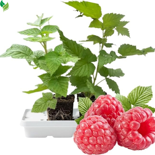 Red Raspberry Plants (2-Pack) | Live 5-9 Inch Starter Plants, Ready to Grow