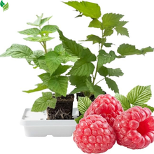 Red Raspberry Plants (2-Pack) | Live 5-9 Inch Starter Plants, Ready to Grow