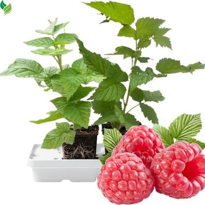 Red Raspberry Plants (2-Pack) | Live 5-9 Inch Starter Plants, Ready to Grow