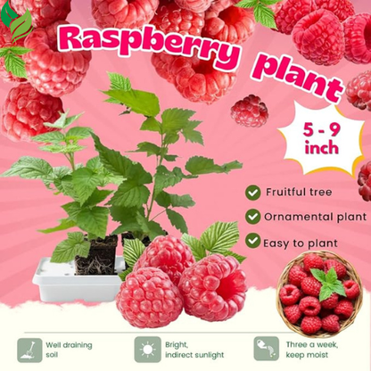 Red Raspberry Plants (2-Pack) | Live 5-9 Inch Starter Plants, Ready to Grow