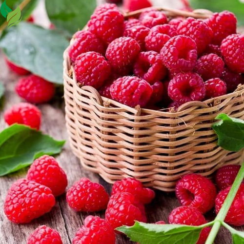 Red Raspberry Plants (2-Pack) | Live 5-9 Inch Starter Plants, Ready to Grow