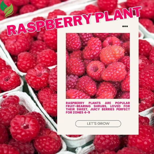 Red Raspberry Plants (2-Pack) | Live 5-9 Inch Starter Plants, Ready to Grow