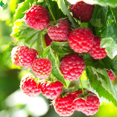 Red Raspberry Plants (2-Pack) | Live 5-9 Inch Starter Plants, Ready to ...