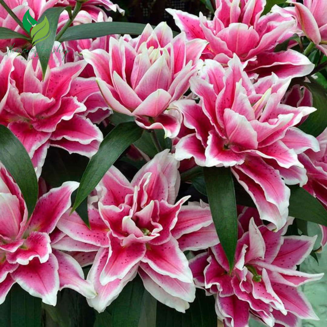 Lilly.rose様 Roselily Isabella Double Lily Bulbs – Pack of 5 | Random