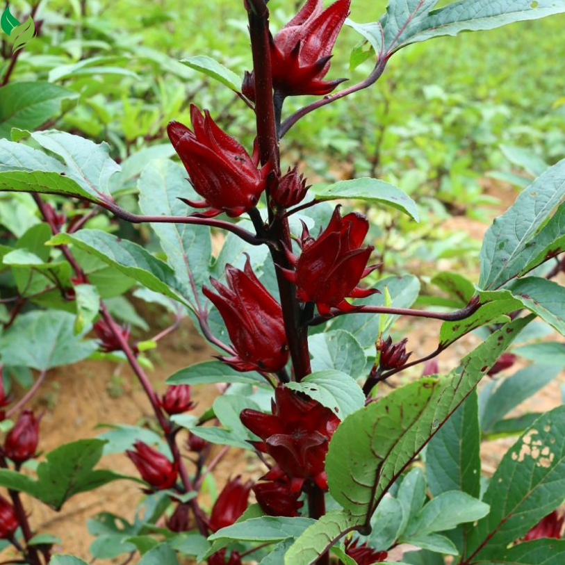 Roselle Seeds (Hibiscus Sabdariffa) – 100+ High-Yielding