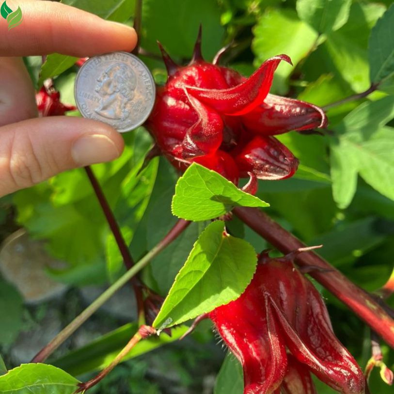 Roselle Seeds (Hibiscus Sabdariffa) – 100+ High-Yielding