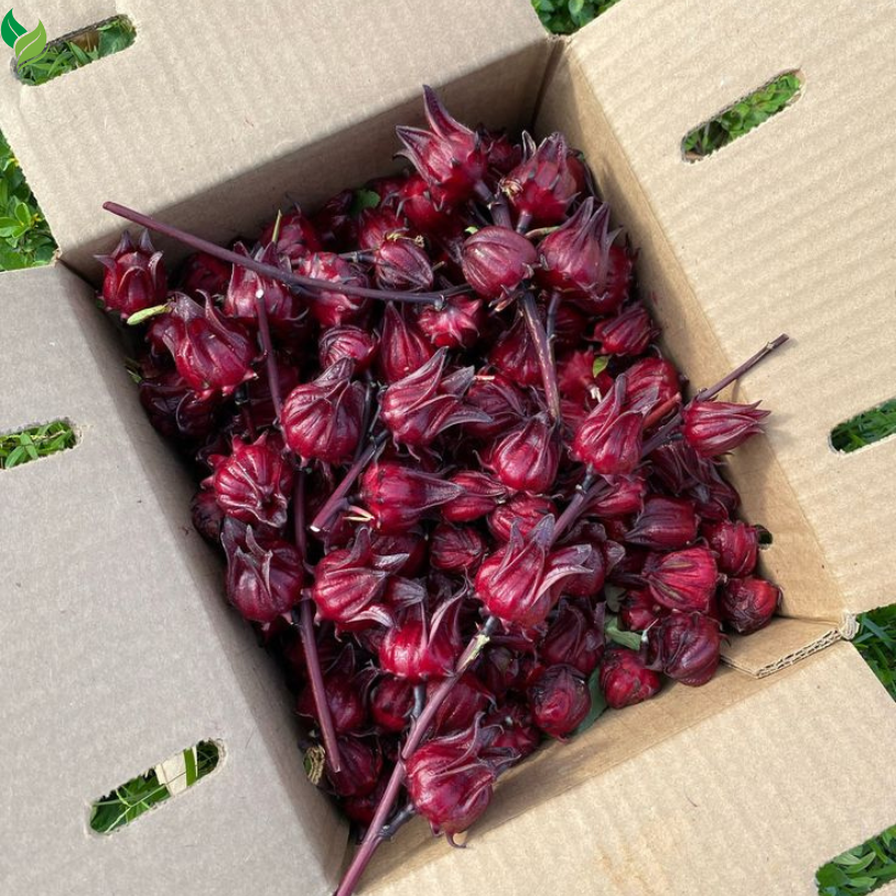 Roselle Seeds (Hibiscus Sabdariffa) – 100+ High-Yielding