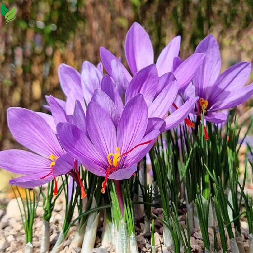 Saffron Crocus Corms for Planting – Large Corms - Perennial Bulbs for Outdoor Planting