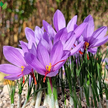 Saffron Crocus Corms for Planting – Large Corms - Perennial Bulbs for Outdoor Planting