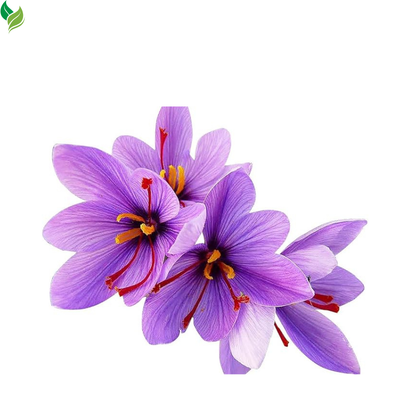 Saffron Crocus Corms for Planting – Large Corms - Perennial Bulbs for Outdoor Planting