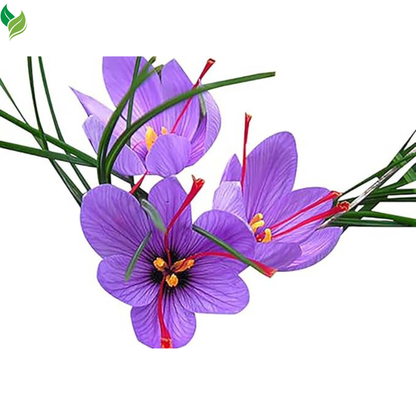 Saffron Crocus Corms for Planting – Large Corms - Perennial Bulbs for Outdoor Planting