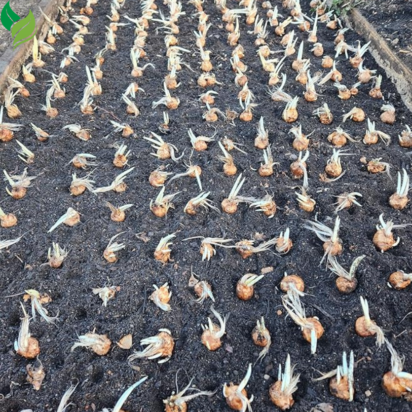 Saffron Crocus Corms for Planting – Large Corms - Perennial Bulbs for Outdoor Planting