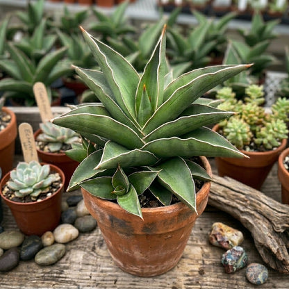 Dracaena Hanningtonii rare houseplant