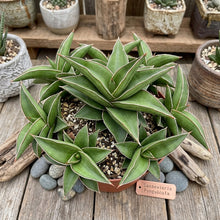 Dwarf Sansevieria succulent close-up