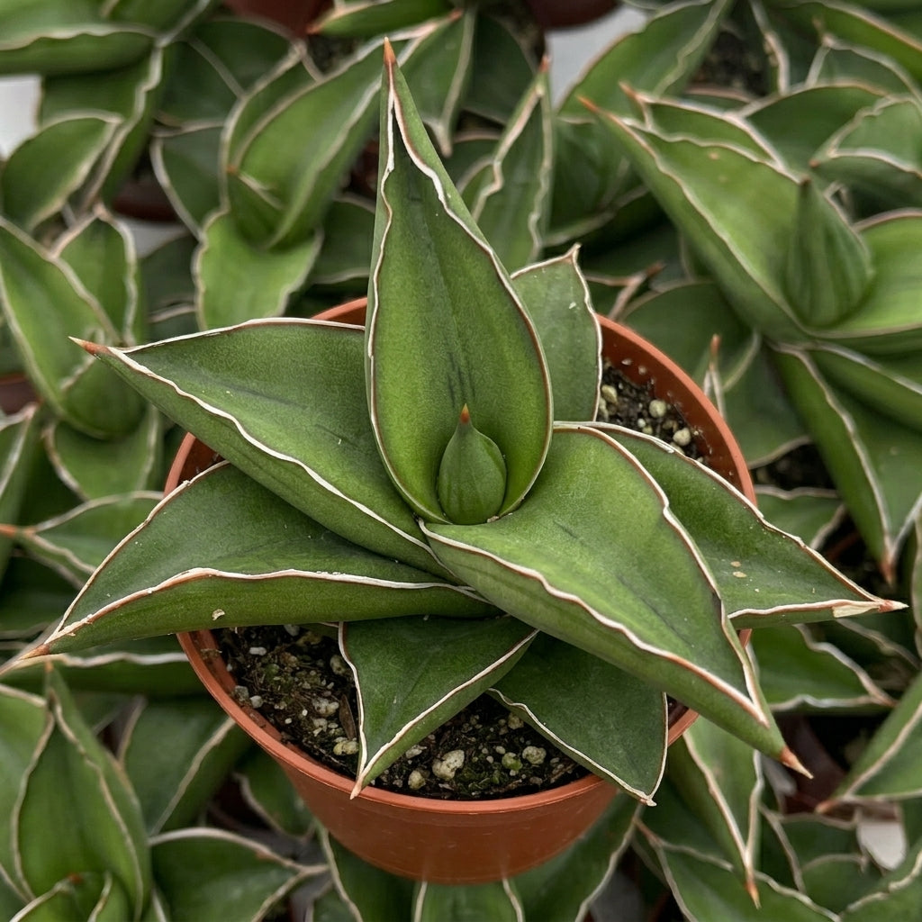 Low maintenance indoor snake plant