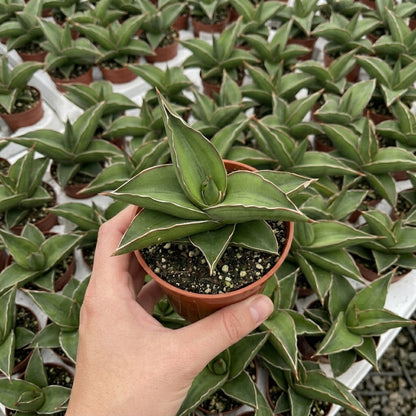 Green Samurai Snake Plant with white edges