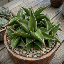 Rare Samurai Snake Plant in 4-inch pot