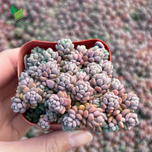Sedum Dasyphyllum, Sedum Minor, Small Succulent, Live Plant  – A Charming Trailing Succulent
