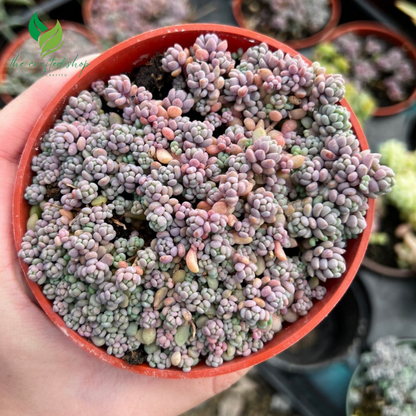 Sedum Dasyphyllum, Sedum Minor, Small Succulent, Live Plant  – A Charming Trailing Succulent
