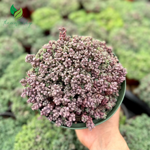 Sedum Dasyphyllum, Sedum Minor, Small Succulent, Live Plant  – A Charming Trailing Succulent