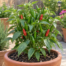 Serrano Tampiqueno hot pepper plant growing in a container garden